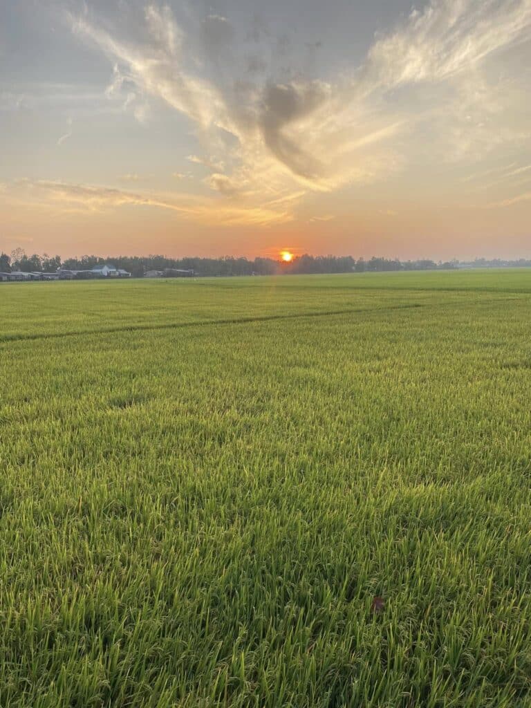 cảnh đồng lúa tại An Giang